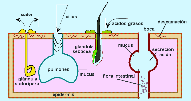 barreras defensivas primarias